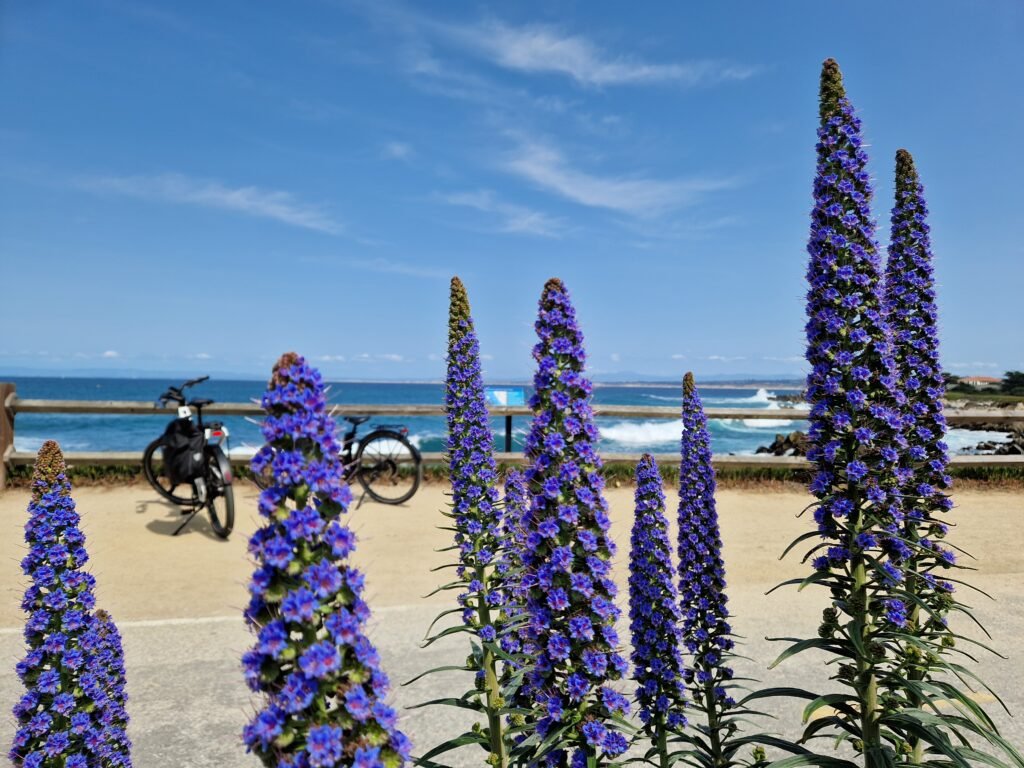 California coastal path with ocean, bikes, and wildflowers representing everyday life and calm learning