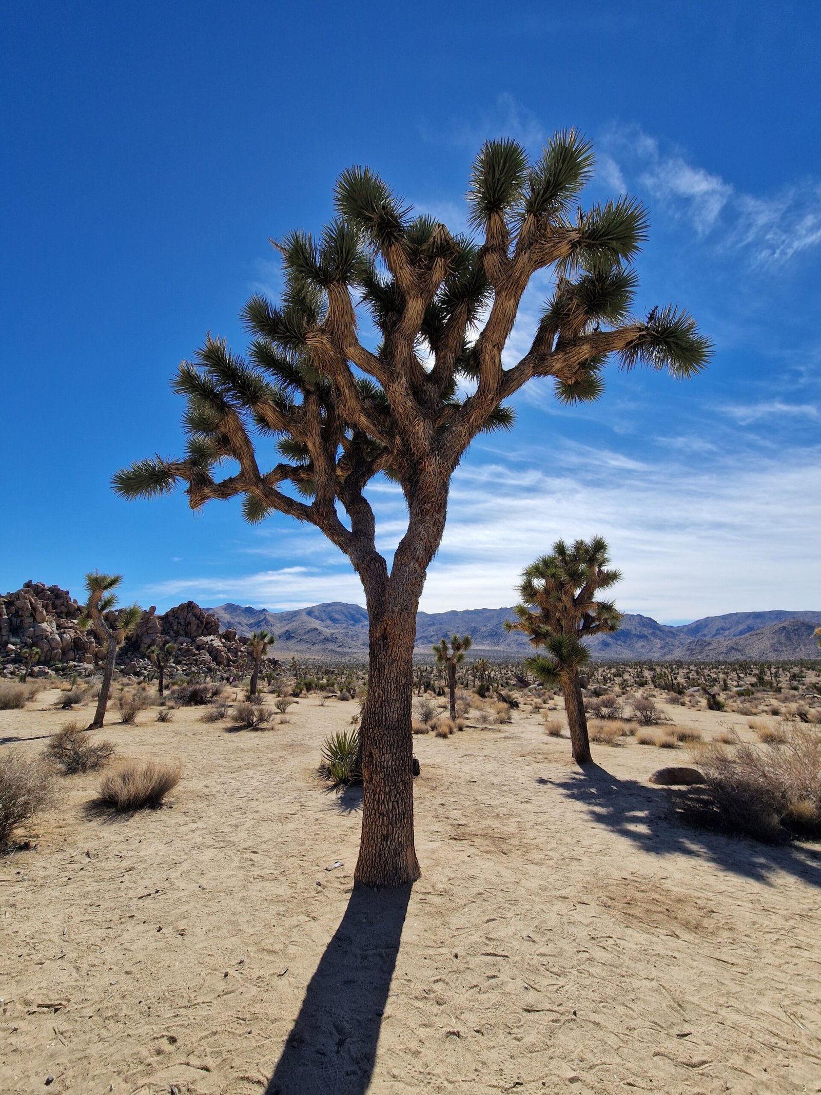 Joshua tree in the California desert representing openness, exploration, and real-life learning